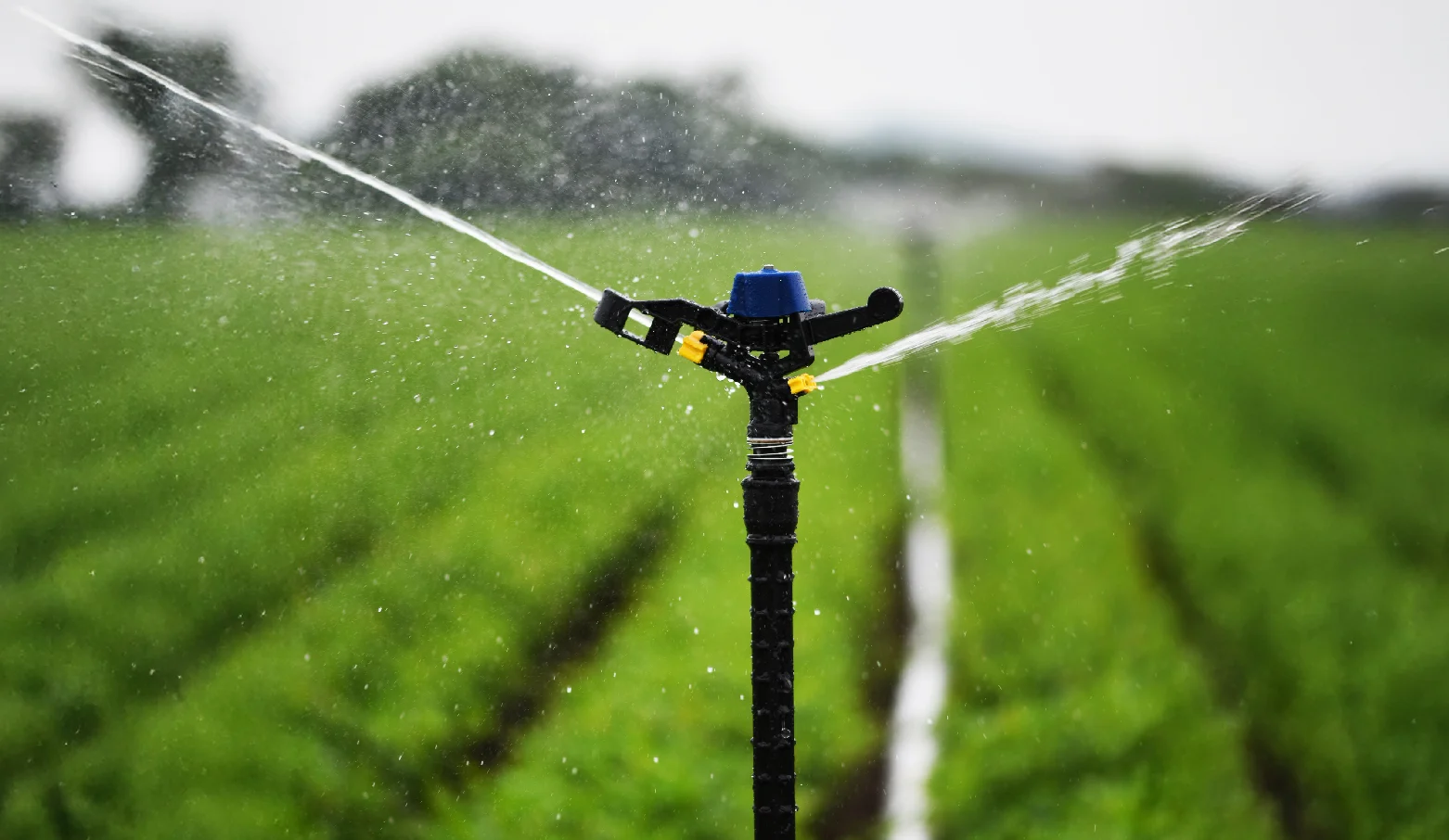 Sprinkler Irrigation